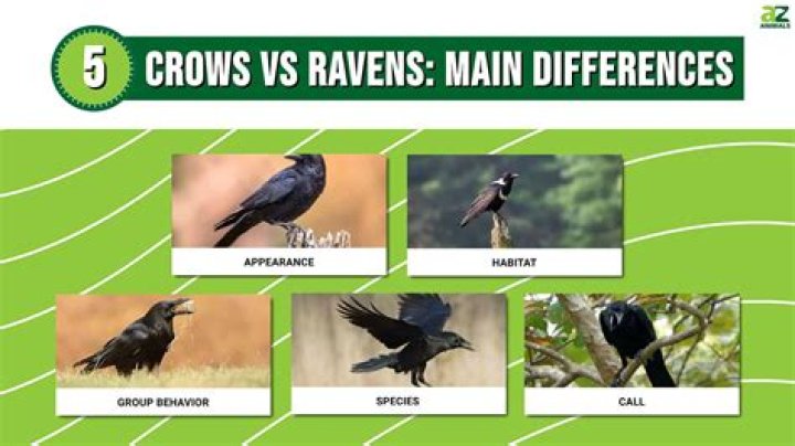 Exploring The Distinctive Features: The Difference Between Crows And Ravens