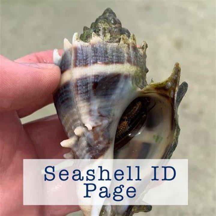 Is It Allowed To Take Seashells From Hawaii?