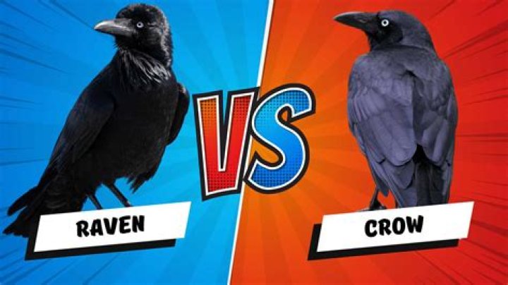Raven vs Crow How to Tell the Difference &mdash; A Definitive Guide