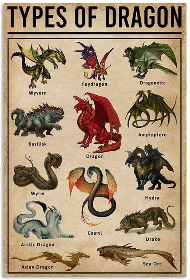 Types Of Dragon poster Types of dragons, Dragon artwork, Dragon art