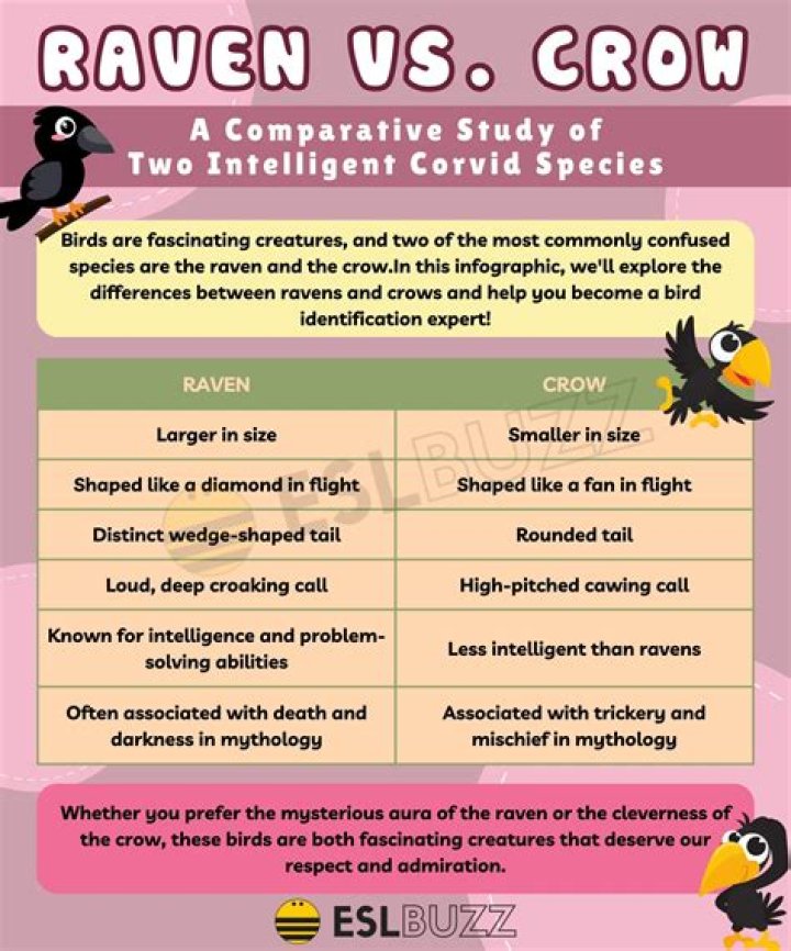 Understanding The Difference Between A Crow And A Raven