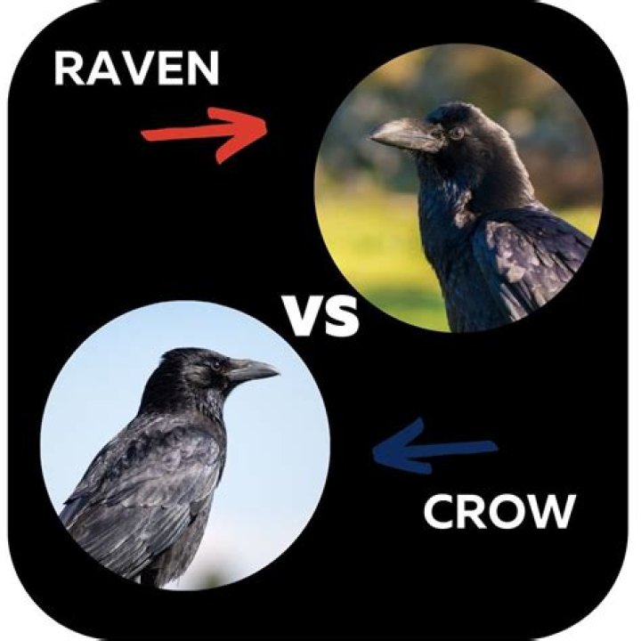Understanding The Raven And Crow Difference